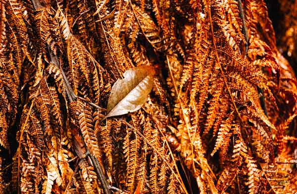 مقدمه‌ای بر نماد مس در فارکس